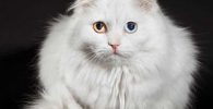 gato angora el delos ojos azules y cafe