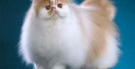 gato persa bicolor lindos divertidos