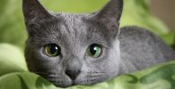 gato azul ruso de ojos verdes profundo