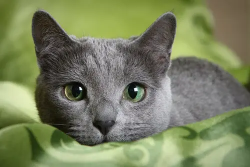 gato azul ruso de ojos verdes profundo