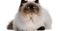 el gato persa himalayo de ojos azules