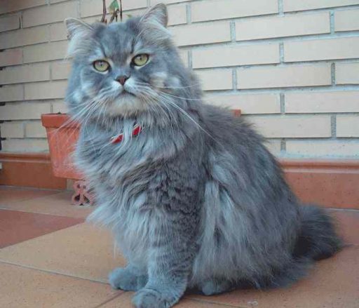 el gato persa smoke tranquilo y sociable