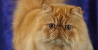 el gato persa tabby atigrado