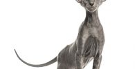 el gato de peterbald y sus caracteristicas