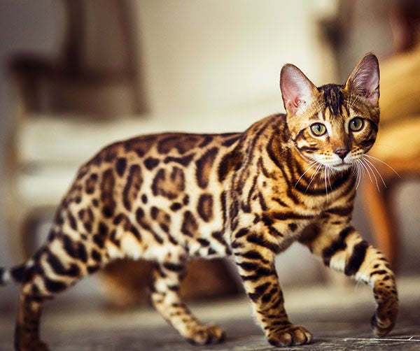 gato bengali o leopardo
