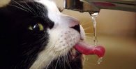 gato tomando agua cuanta nesecita