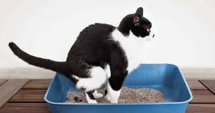 caja de arena para gatos, como limpiarla y cuando