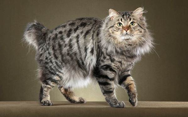 gato japones de pelo largo bobtail