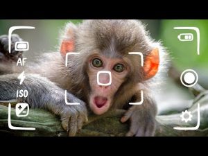 Consejos para fotografiar animales: ¡Haz que tus fotos cobren vida!