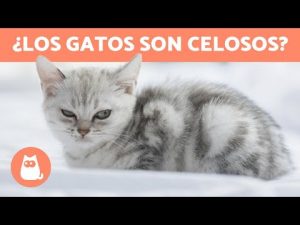 Comportamiento de los gatos celosos: descubre qué hacen